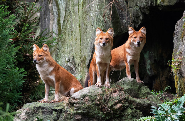 Bronx Zoo Debuts Endangered Dholes in New Exhibit