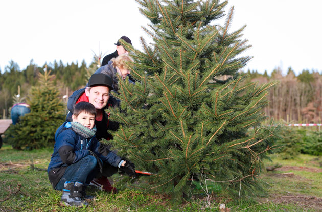 Top 9 Cut-Your-Own Christmas Tree Farms on Long Island