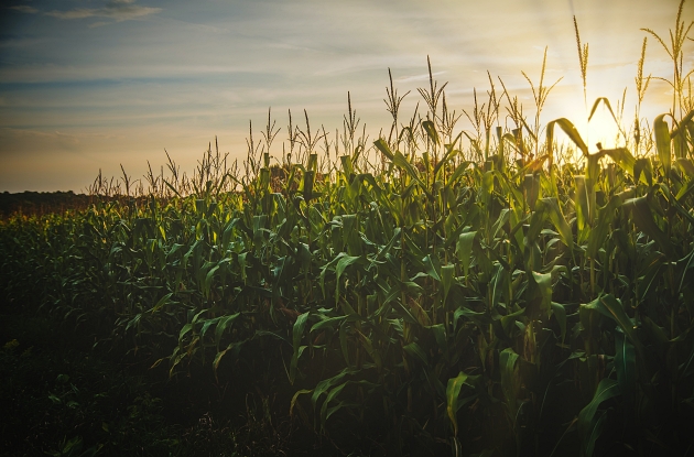 Family-Friendly Corn Mazes in the NYC Area