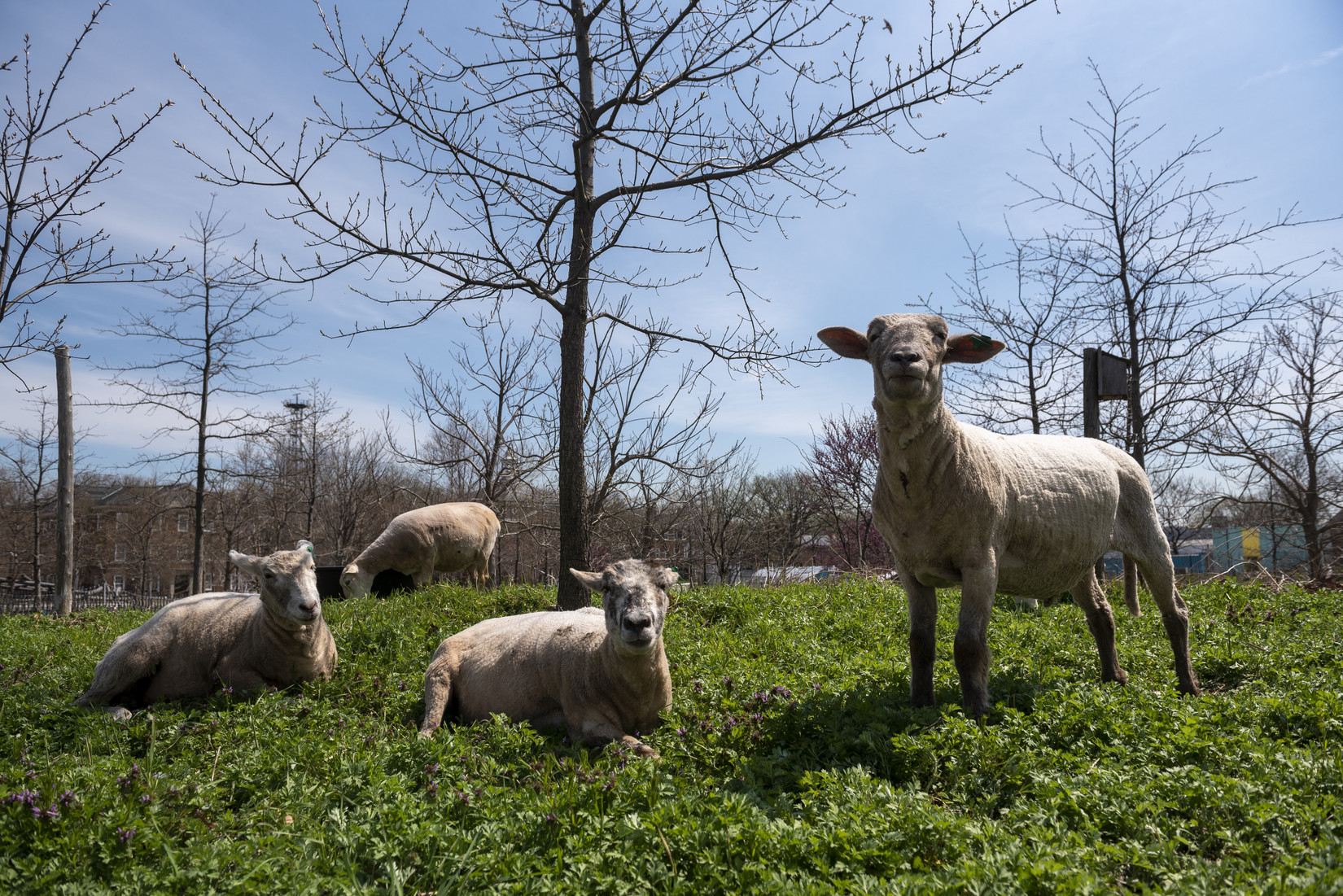 Governors Island Sheep Return to Delight Families and Do Some Landscaping