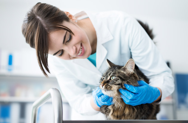 This is How to Choose the Best Veterinarian for Your Pet