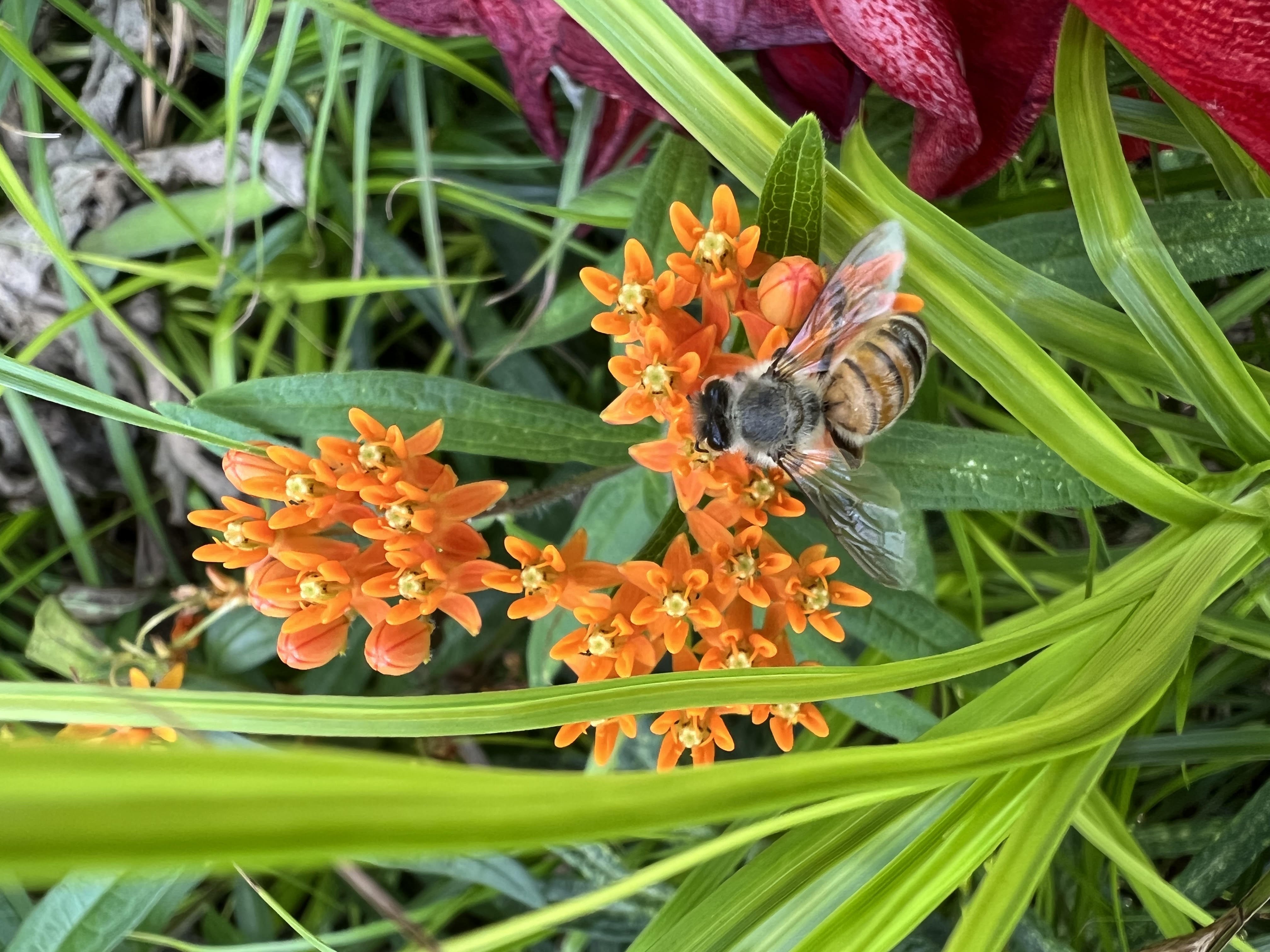 The Buzz on Why Honey Bees Are So Important