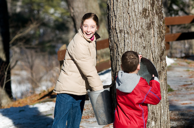 Where to Go Maple Sugaring in the New York Area