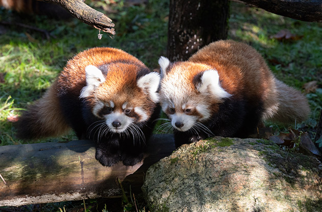 Red Panda Cubs Make Their Debut at the Prospect Park Zoo