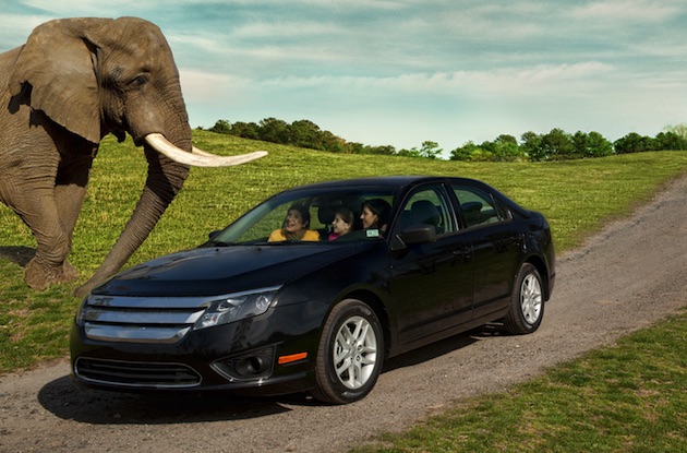 Six Flags Great Adventure's Drive-Through Safari to Open May 30