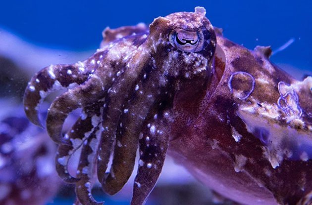 See Bizarre Yet Breathtaking Animals In Spineless, NY Aquarium's New Exhibit