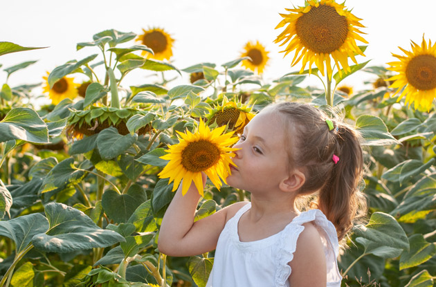 These Are the Top 7 Sunflower Mazes in NJ, CT, & Long Island