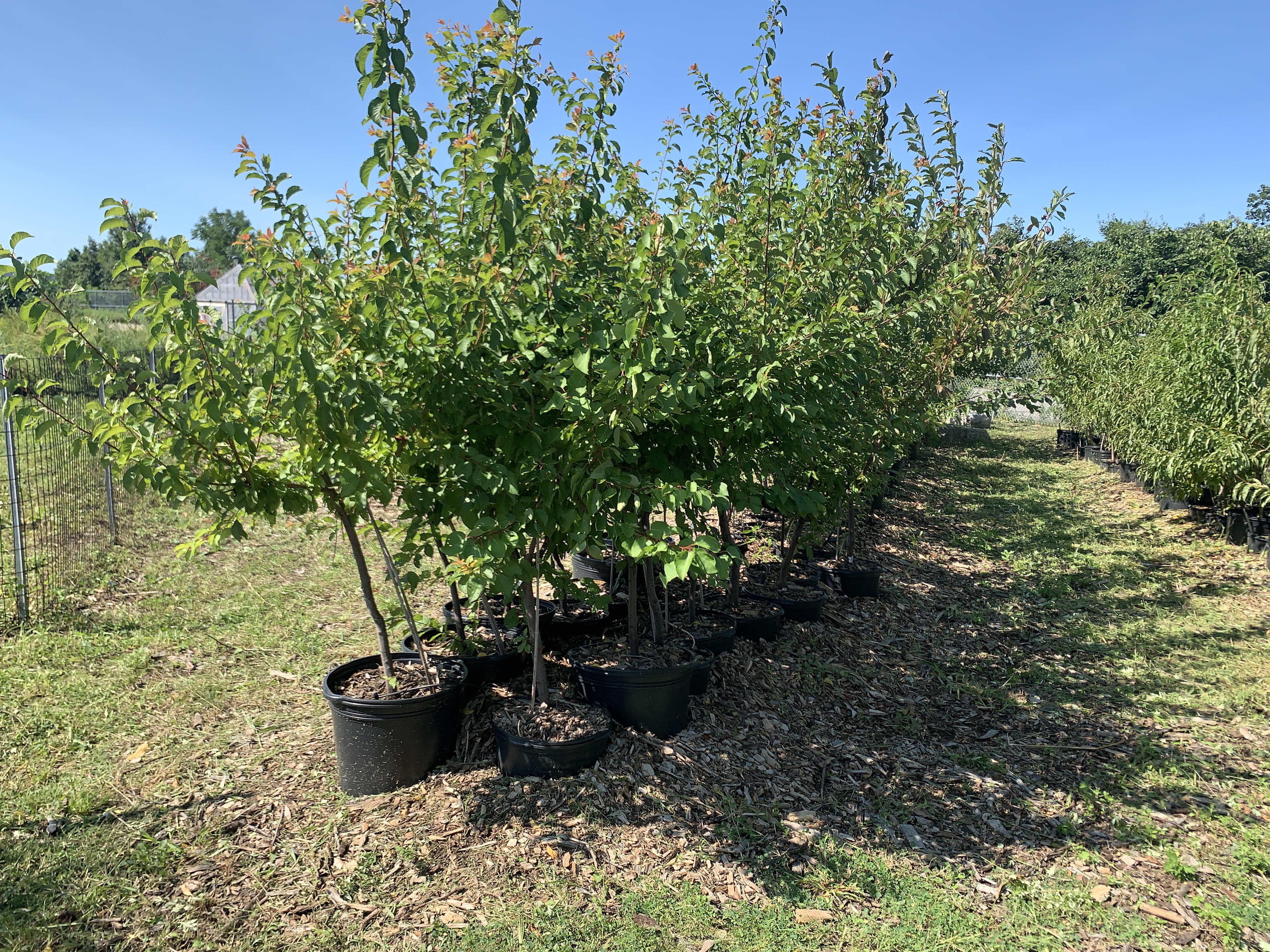 A Public Orchard Opens in NYC Featuring Rare Heritage Fruits