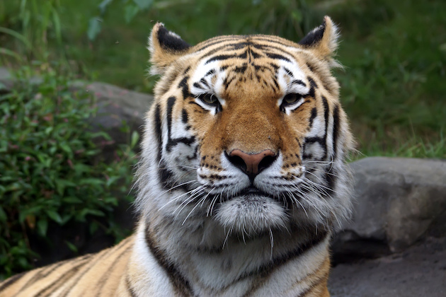 The Best New York Zoos in Manhattan, Bronx, and Beyond