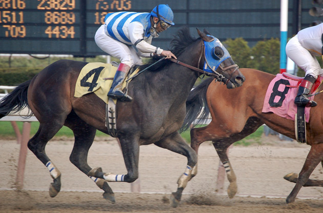 horse race in queens