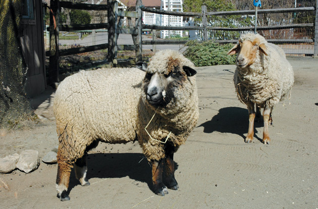 sheep shearing