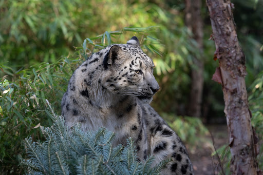 wildlife conservation society's central park zoo