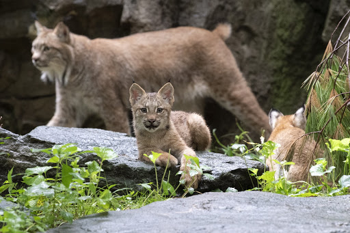 wildlife conservation society's queens zoo