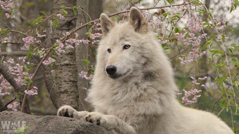 wolf conservation center