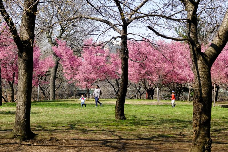 alley pond park