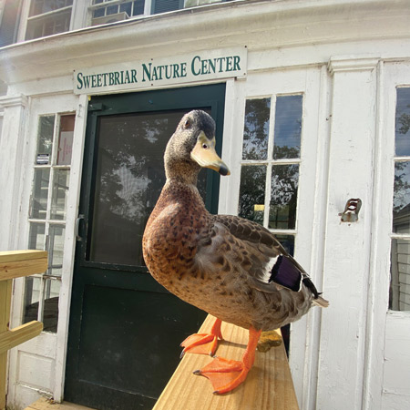 sweet briar nature center duck